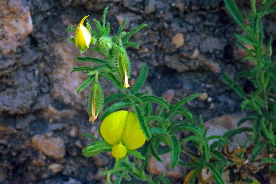 Sardegna  (NU) : Ononis natrix